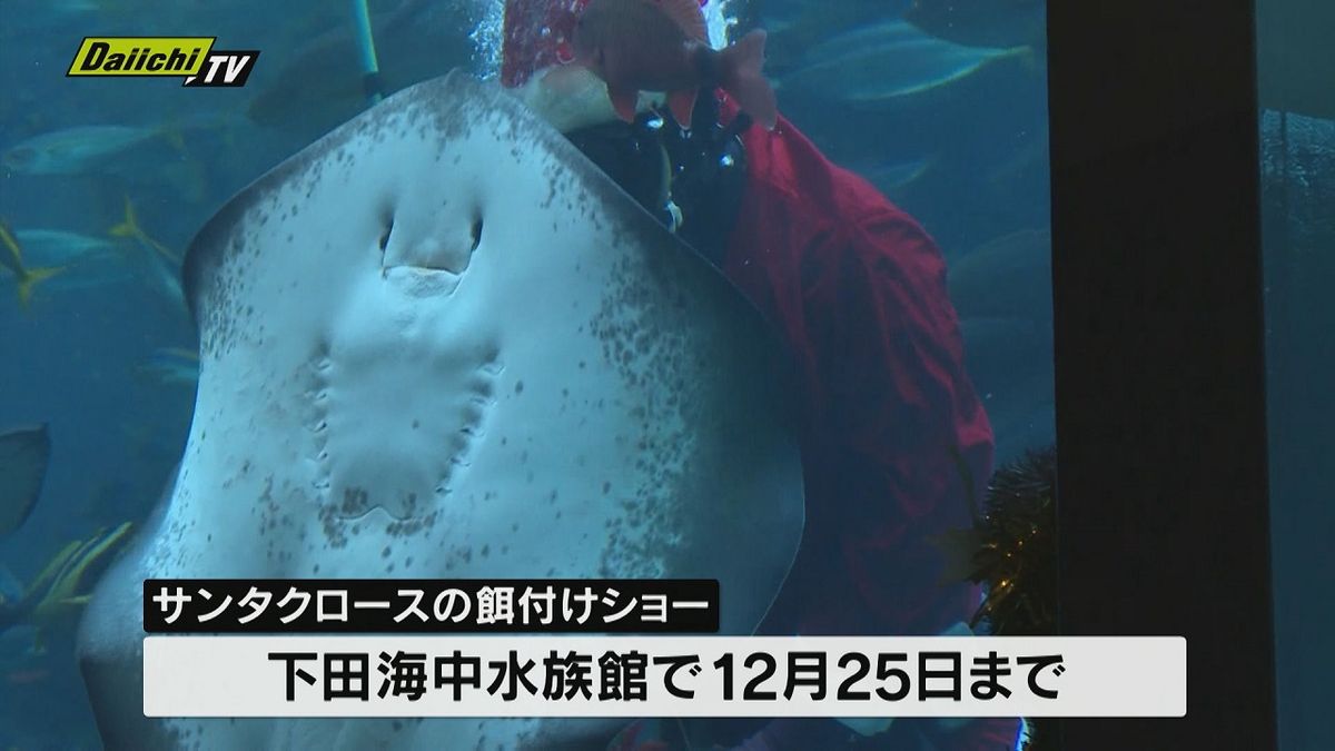 【クリスマスシーズン恒例】水族館でサンタクロースの餌付けショーが人気（静岡・下田市）