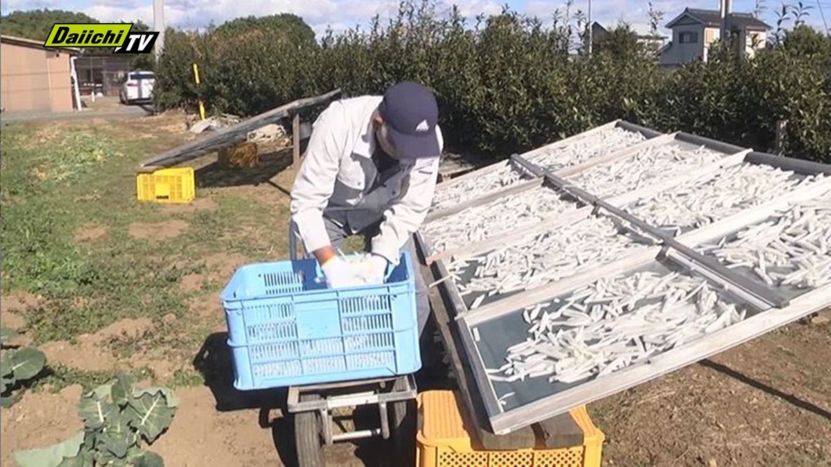 【冬の風物詩】遠州地方伝統の「切り干し大根」作り最盛期（浜松市）