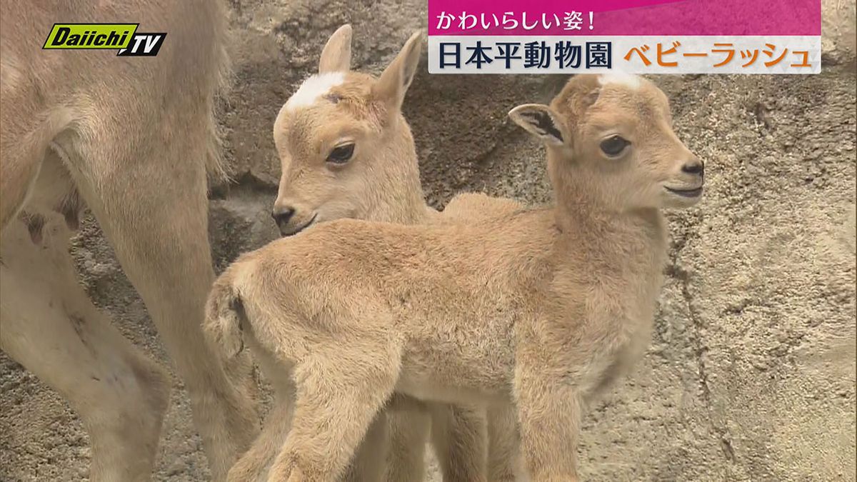 生まれて１週間で「崖をぴょん！ぴょん！」日本平動物園でベビーラッシュ　バーバリシープ＆プレーリードッグ＆フンボルト　かわいらしい姿！（静岡市）