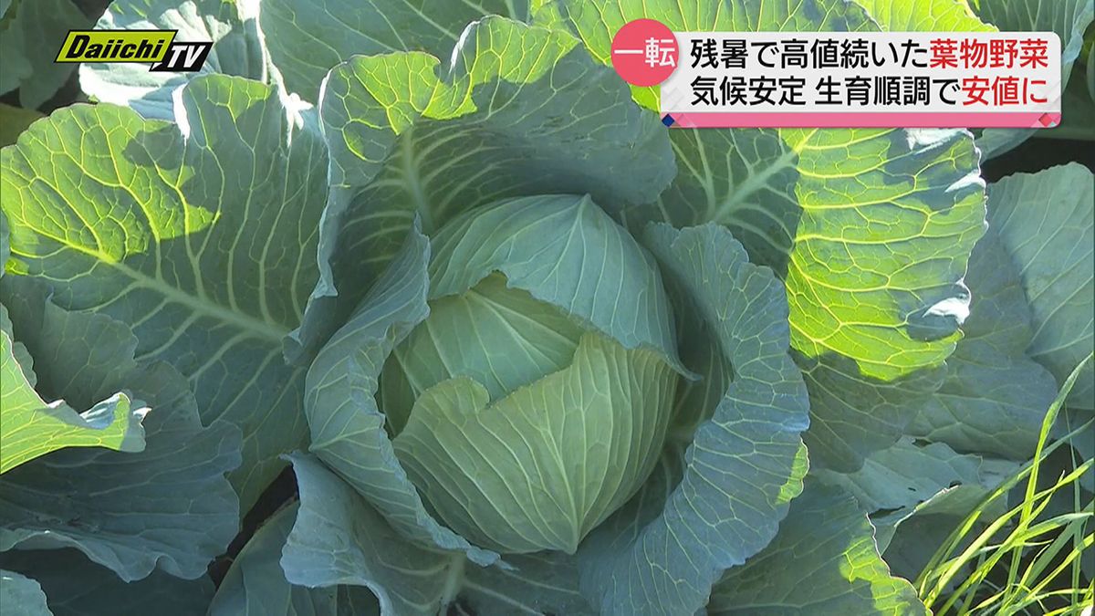 高騰続きの葉物野菜…気候とともに値段も落ち着き傾向　生産者や飲食店から喜びの声も（静岡県）