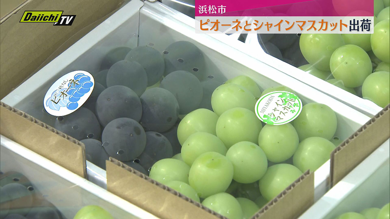 糖度増したピオーネとシャインマスカット出荷始まる 「夏は冷やして