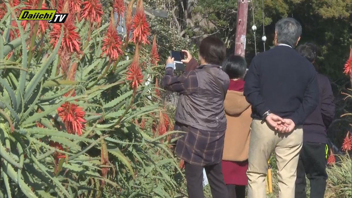 約2万株のアロエが見頃を迎える（下田市・板戸海岸）