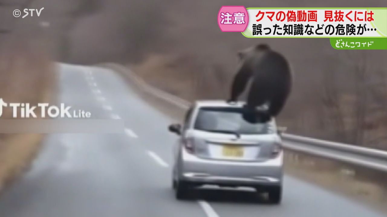 注意】車に飛び乗ったクマ SNSで偽動画が大量拡散 見抜くポイントは