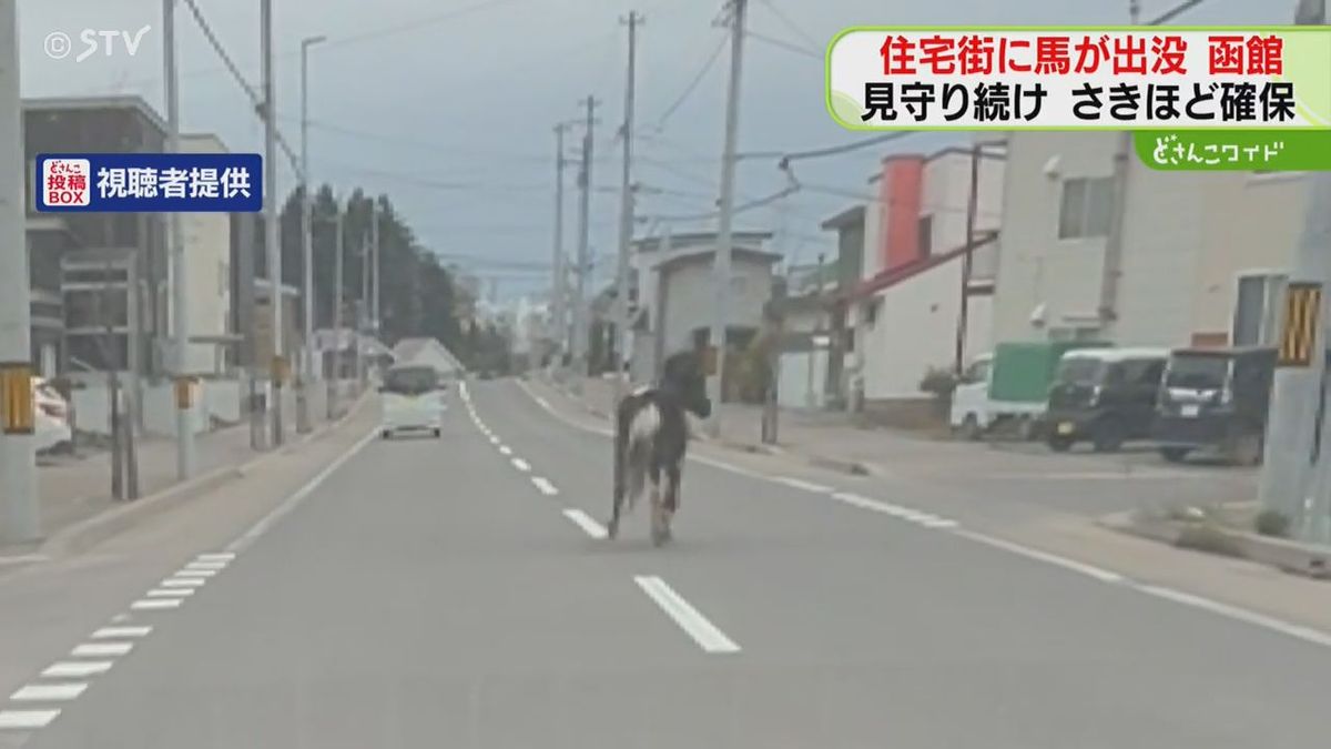 「グラウンドで草を食べている」住宅街に馬が出没　車道を足早に歩く…さきほど確保　函館市