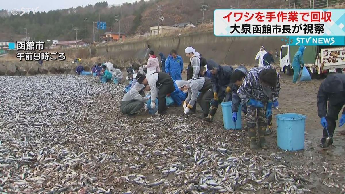 大泉函館市長も視察「走りながら協議検討する段階」イワシ漂着　回収作業始まるも完了めど立たず　