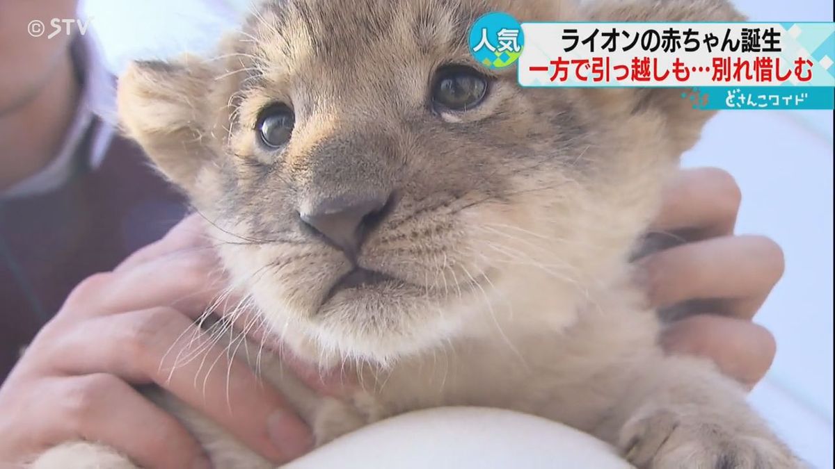 双子の赤ちゃんライオン　すくすく育つ　旭山動物園の三つ子「イト」は札幌へ　別れを惜しむ