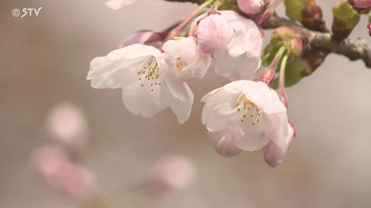 【北海道サクラ速報】松前町で「ソメイヨシノ」開花　桜前線到来　平年より11日はやく