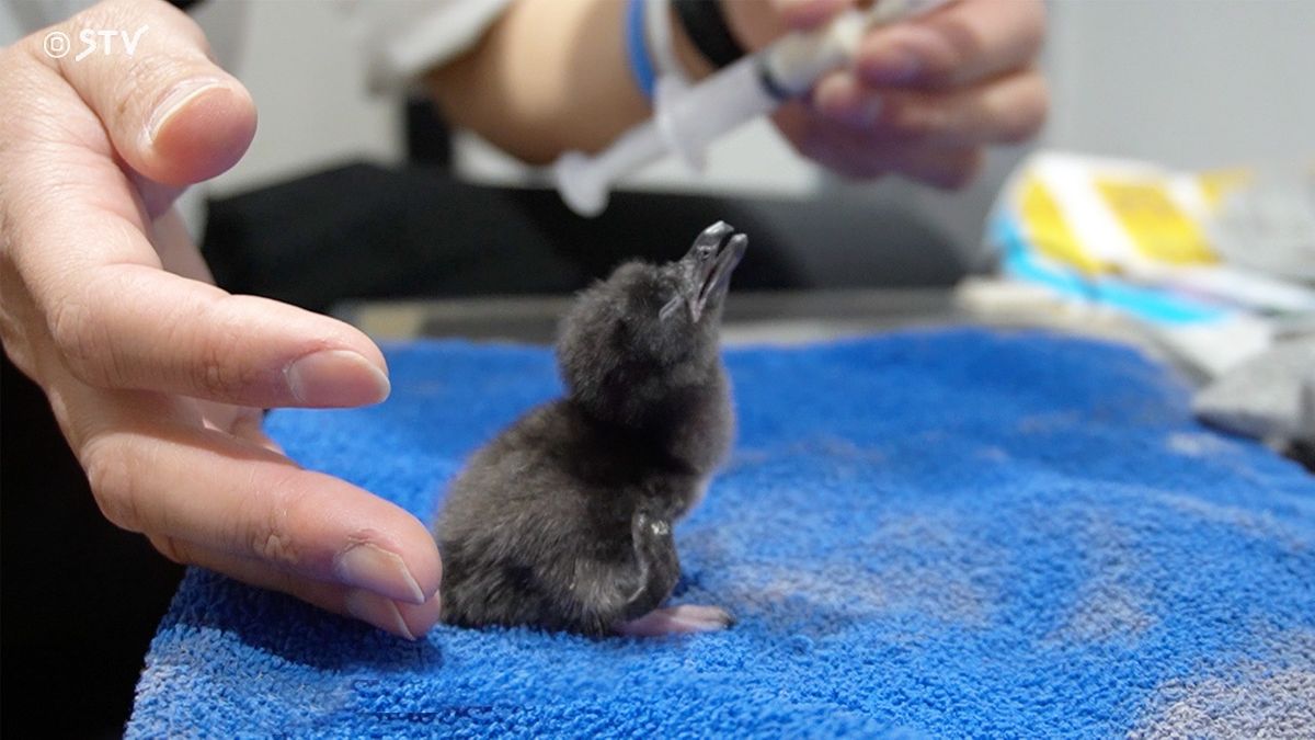 世界一小さいフェアリーペンギンのヒナ誕生　ふ化時わずか33グラム　AOAO SAPPORO