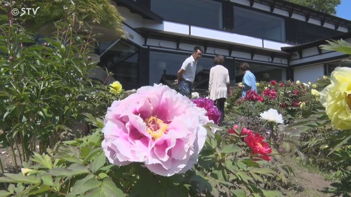 小樽貴賓館・初夏の風景ことしも鮮やかに…ボタン・シャクヤクがきれい「こんなにたくさん！」