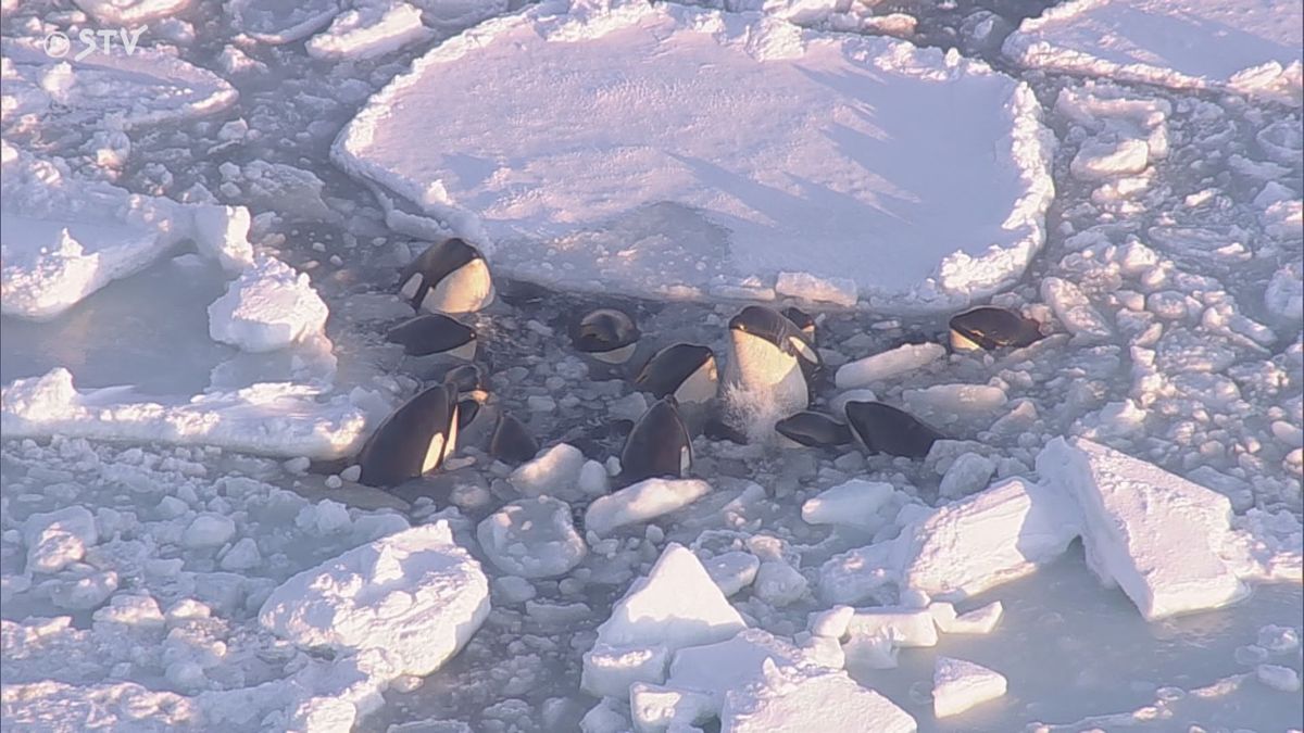 流氷から脱出か　7日は姿を確認できず　動けなくなったシャチの群れ　北海道羅臼町