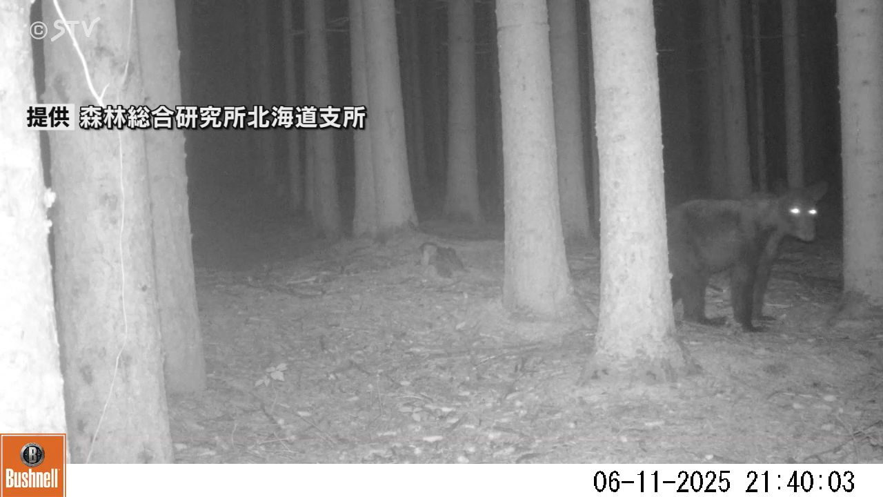 親子グマ画像】暗闇に光るクマの目 周りを見渡しのそのそと… 札幌市で