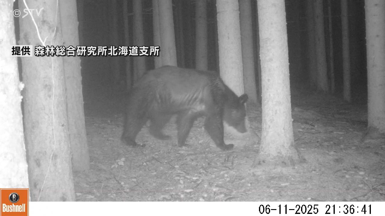 親子グマ画像】暗闇に光るクマの目 周りを見渡しのそのそと… 札幌市で