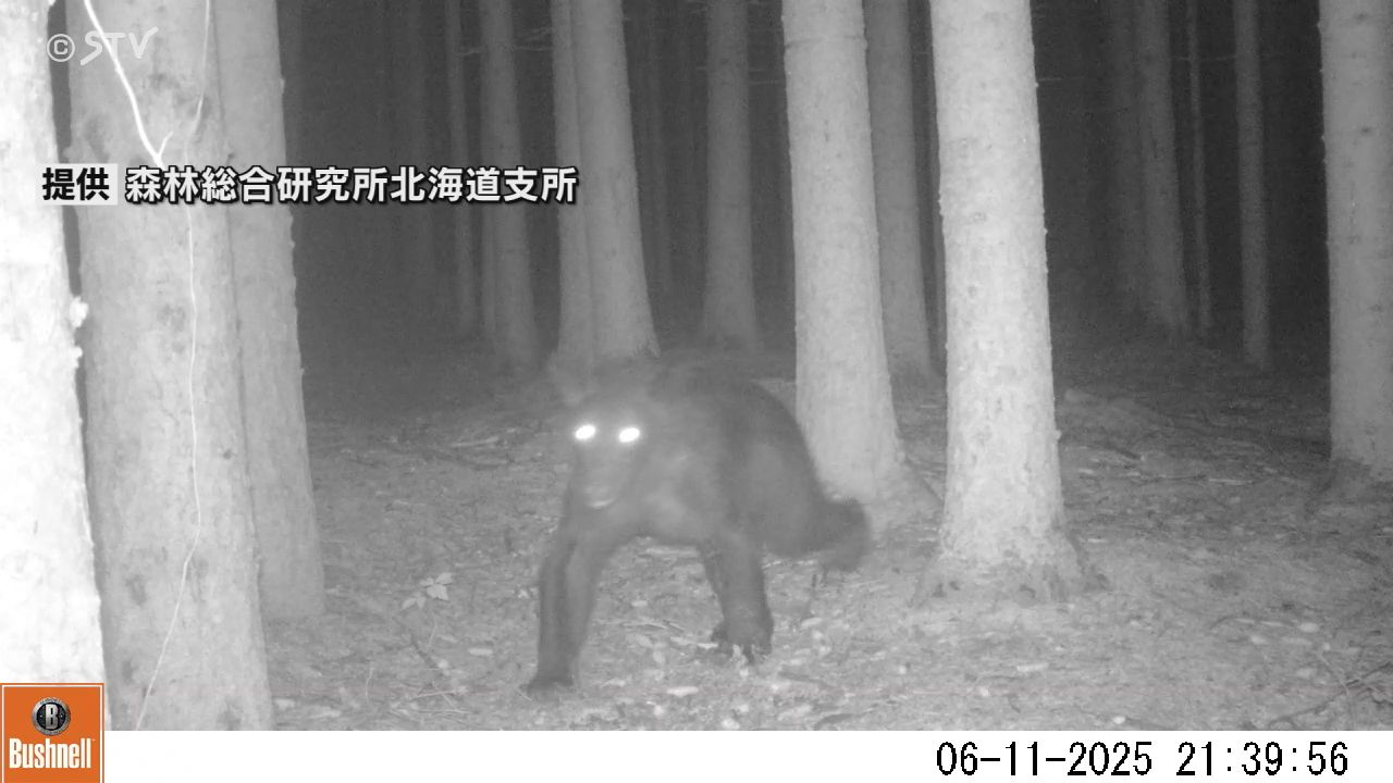 クマ様　確認ページ NKB総選挙2019「神セブン」決定！！ | のぼりべつクマ牧場 公式サイト