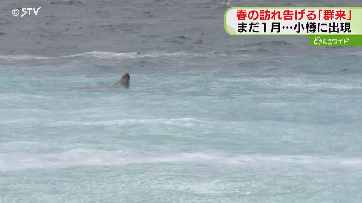 ミルクを流したような乳白色 ニシンの大群“群来”を確認 ニシンを狙って 