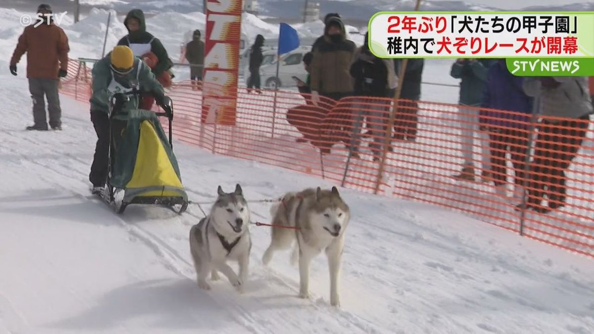 ２年ぶりに「犬たちの甲子園」　北海道稚内市で犬ぞりレースの全国大会が開幕