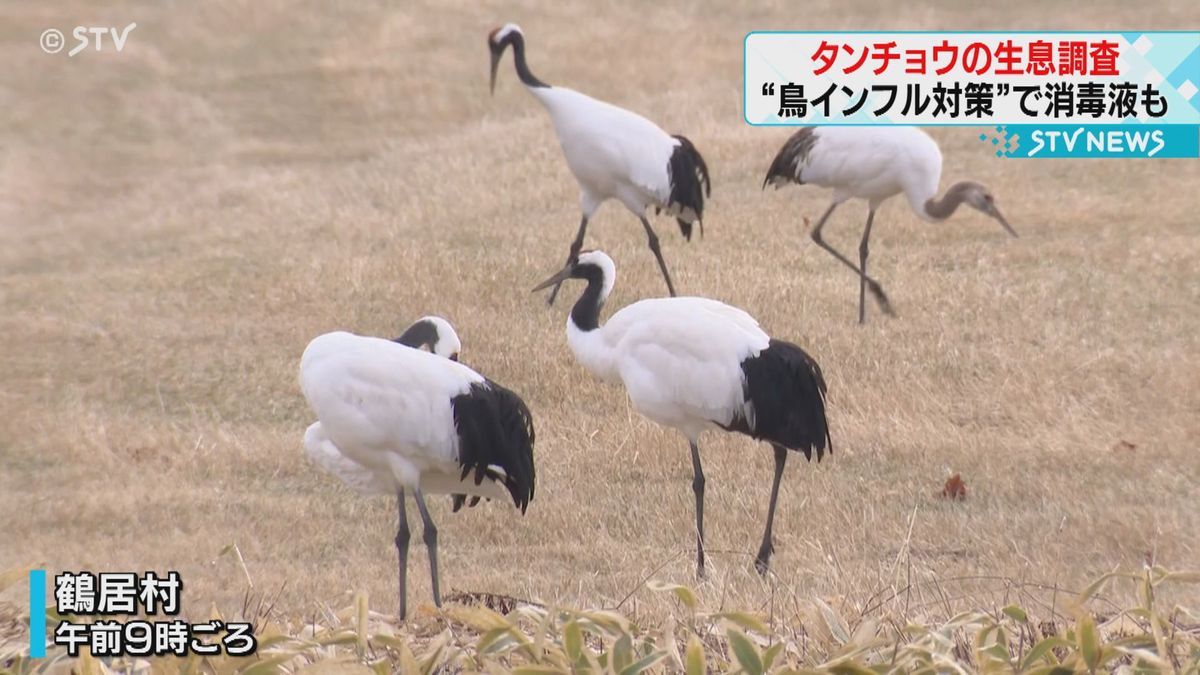 鳥インフルで厳戒態勢　国の特別天然記念物タンチョウの生息数調査　北海道鶴居村