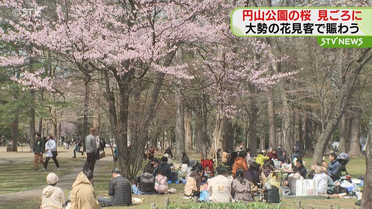 「朝6時半から場所とりに…」桜が見ごろ迎える…花見を楽しむ人たちで賑わい　札幌・円山公園