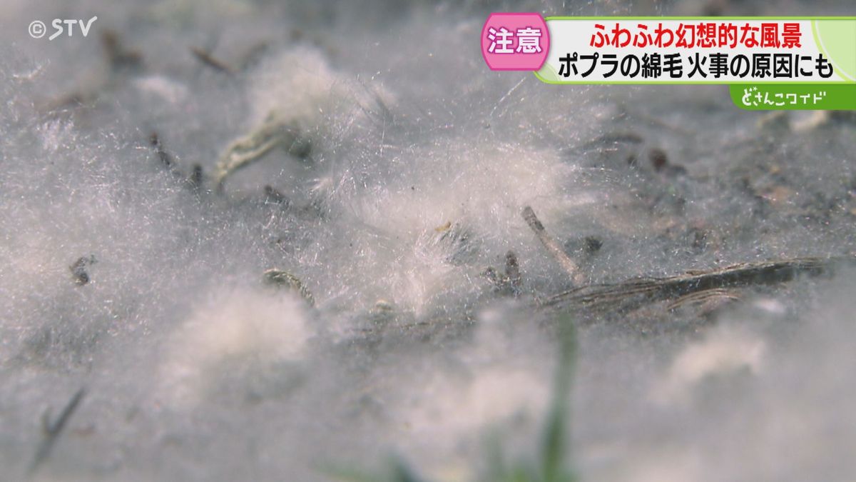 地面には真っ白な“絨毯”　ポプラの綿毛が大量に　幻想的でも火災の原因になることが…　北海道