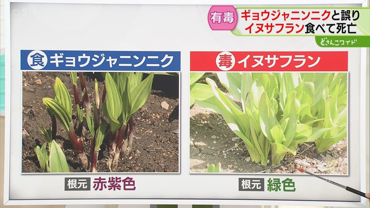 イヌサフラン見分け方(00)
