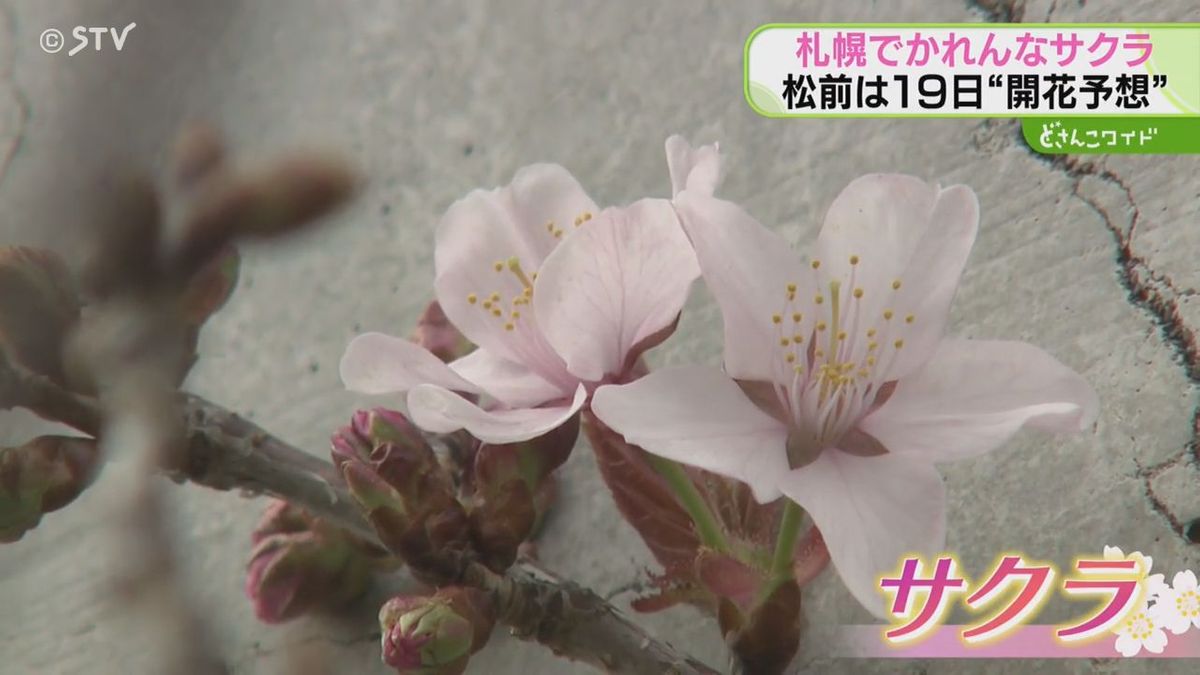 林修太郎記者の笑顔もほころぶ…札幌ひと足早くサクラ開花の遊歩道…もちろん理由はあります
