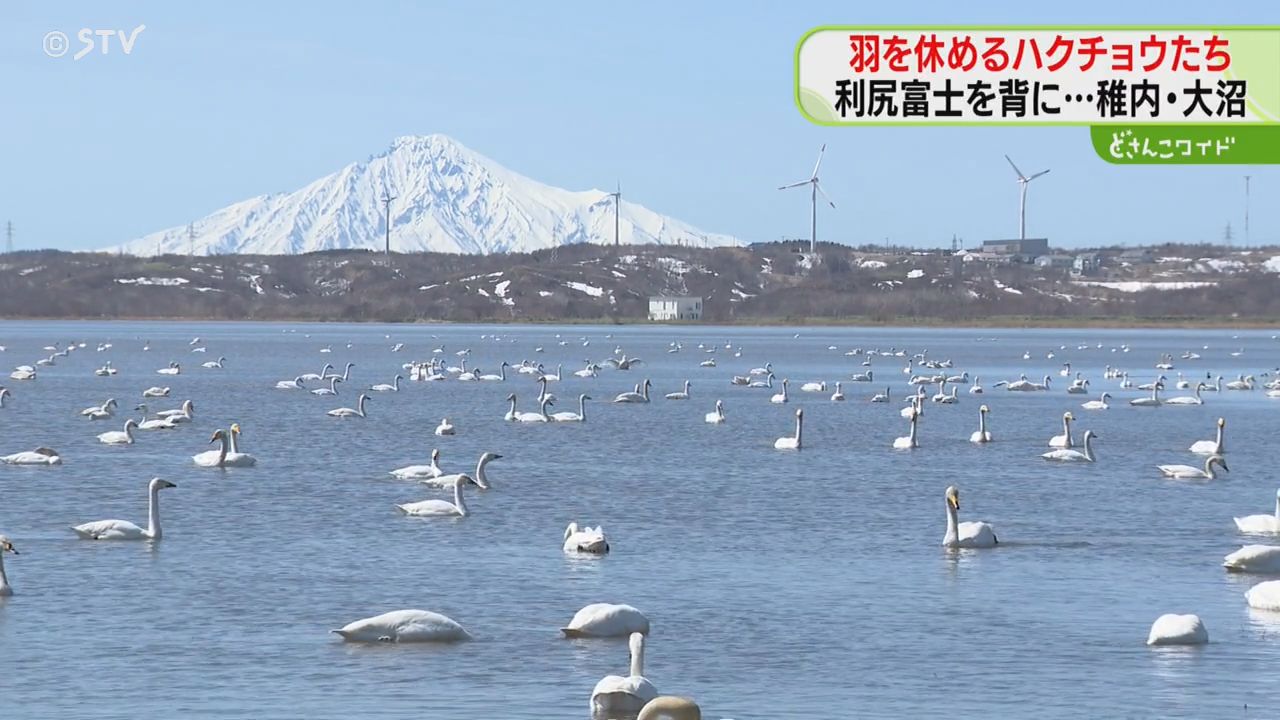 出品デビュー特別セール/ボヘミアン白鳥夫婦と白鳥3羽家族 圧巻！3800羽の白鳥 GW前には繁殖地シベリアへ 稚内市大沼で“羽休め