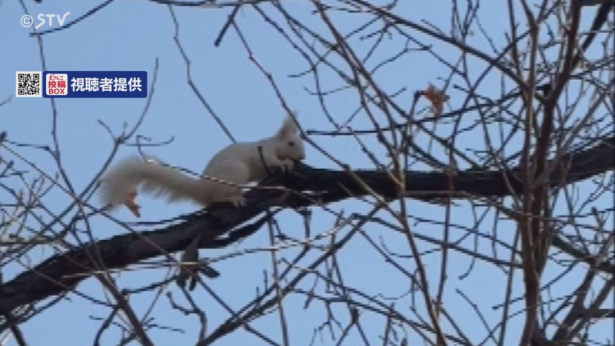 【貴重映像】「あ、白いリスだ！」木の上を走る真っ白なエゾリス　男性が撮影　北海道帯広市