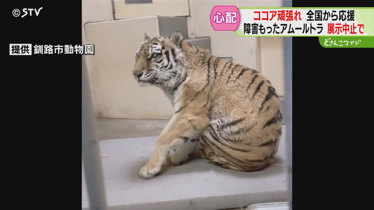 生まれつき障害あるアムールトラ「ココア」体調崩し展示中止 ファン