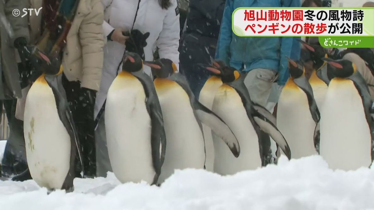 ことしもヨチヨチ風物詩…旭山動物園ペンギンのお散歩があすから　可愛すぎて来園客悶絶！