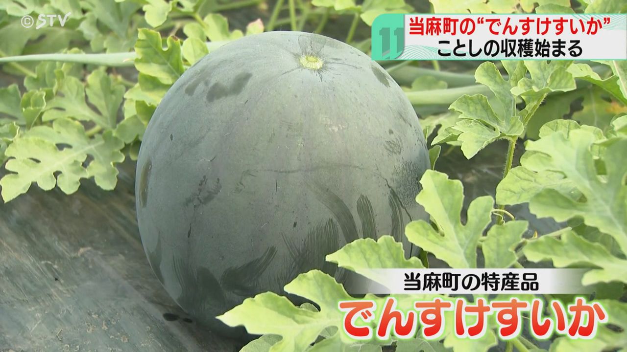 スイカの王様”の収穫開始 シャキッとした食感とあまみ 当麻町の特産品