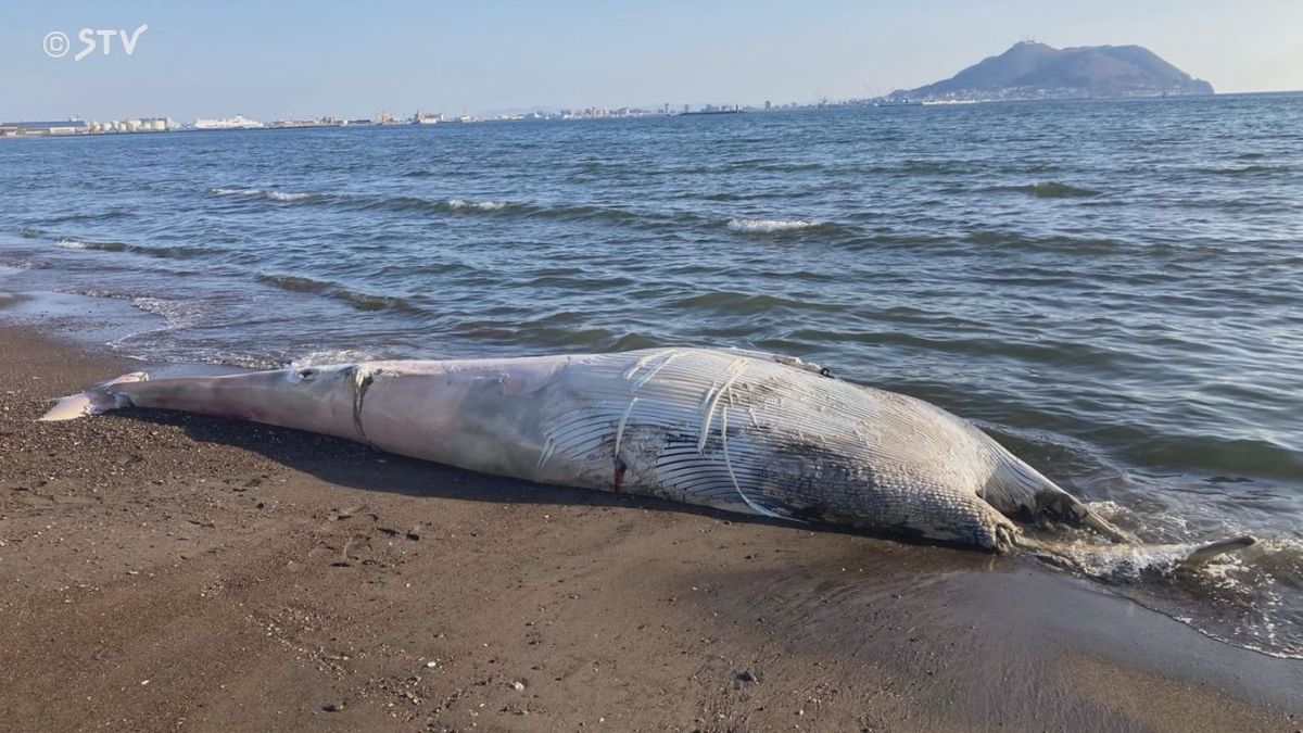 【速報】地元の高校生もびっくり！ 海岸に死んだクジラ1頭漂着 北海道北斗市
