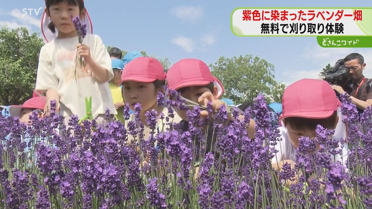 羊ヶ丘展望台で去年大好評イベントが今年も“ラベンダー刈初め式”見て楽しむだけじゃない！