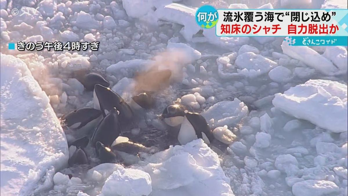 陸から捜索も確認できず　閉じ込められたシャチの群れ　流氷から脱出か　北海道羅臼町