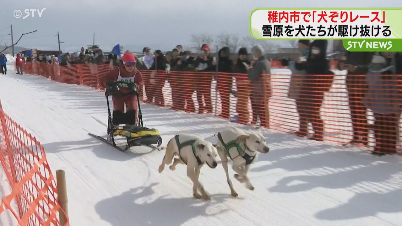 犬たちの甲子園”と呼ばれる犬ぞりレースが開幕 「全国犬ぞり稚内大会