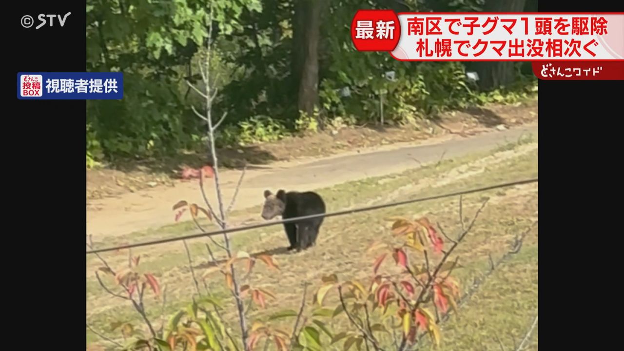 映像】公園付近を歩くクマ このあとハンターが駆除 約60センチの0歳