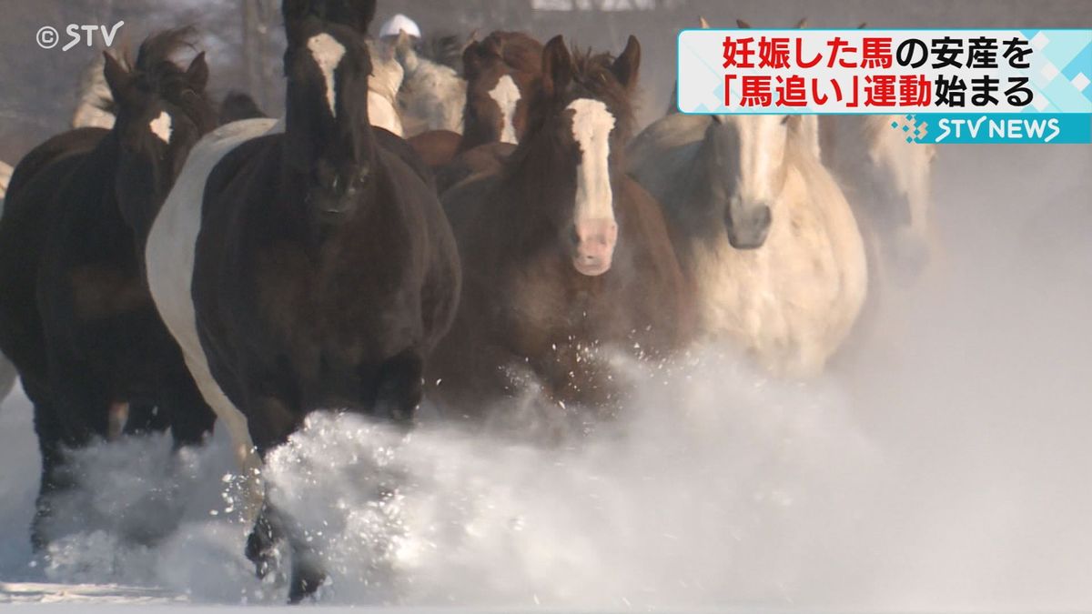 雪を蹴り上げながら疾走　妊娠した馬の運動不足を解消する「馬追い運動」　北海道の牧場で始まる