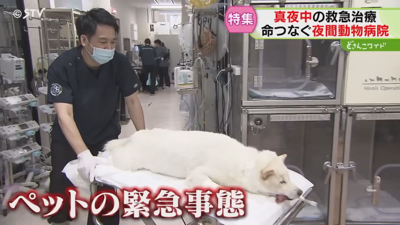 最後の砦「夜間動物病院」命をつなぐ瞬間に密着 急患は年々増加 北海道