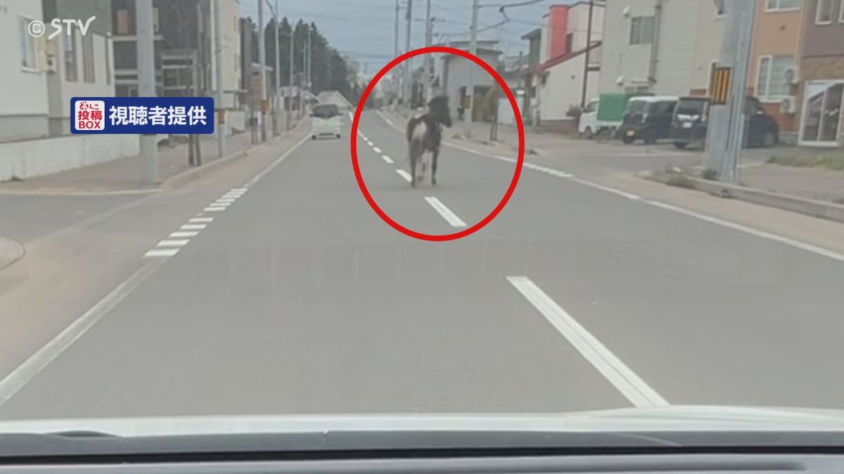 【動画】函館の住宅街で「馬が走り回っている」小学校で草を食べる様子も…警察官ら見守り　北海道