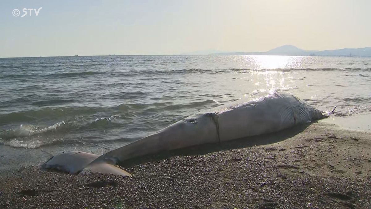 北斗市の海岸にクジラ漂着　体長７メートルで自然死か