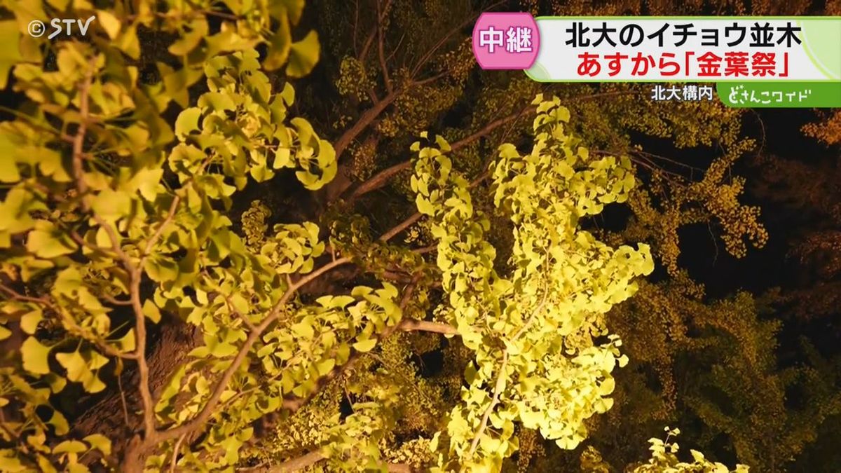 黄金色に輝くイチョウ並木　秋色にライトアップ　あすから「金葉祭」を開催　北海道大学