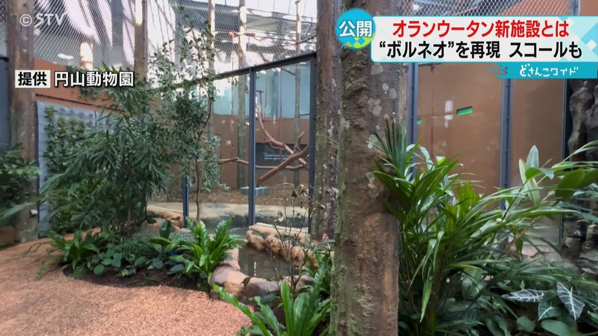 生息地のボルネオを再現　オランウータンの新施設　スコールも降ってくる　札幌・円山動物園