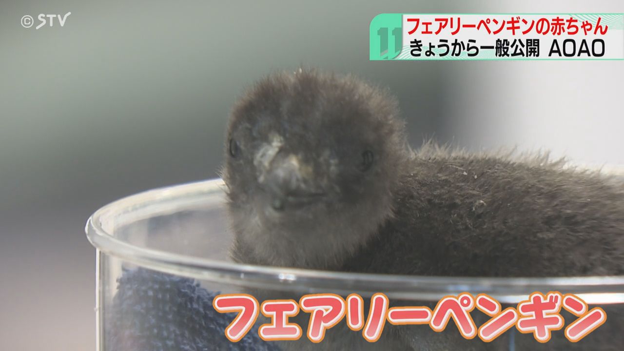 生まれたときの体重29g 世界一小さなペンギンのひな 一般公開で元気