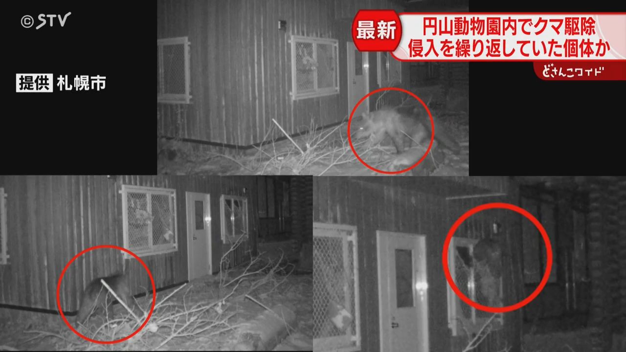 必死にエサを探し回る」オスのヒグマ駆除 連日侵入していた個体の可能