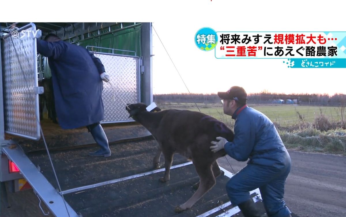 和牛を競りに出す国見さん