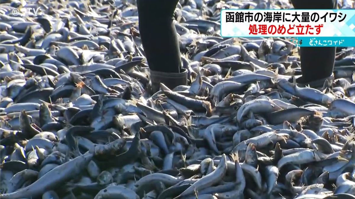 足が沈んでしまう…海岸に大量のイワシ　処分法を検討中　「魚を食べないように」北海道函館市