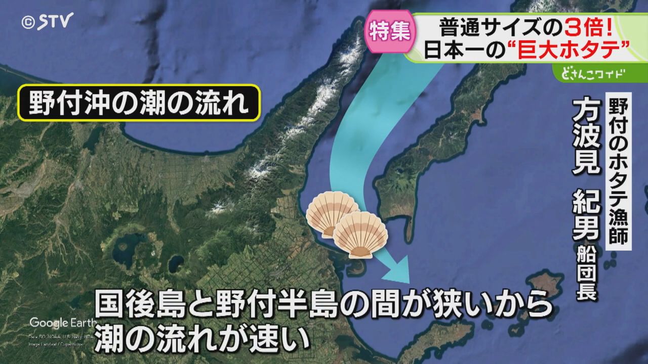 2ページ目 “日本一”大きなホタテ！ 顔も隠れる超特大サイズ 別海町の海