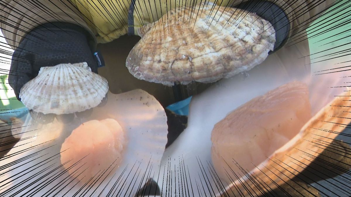 “日本一”大きなホタテ! 顔も隠れる超特大サイズ 別海町の海が育んだ“宝石”の秘密 北海道