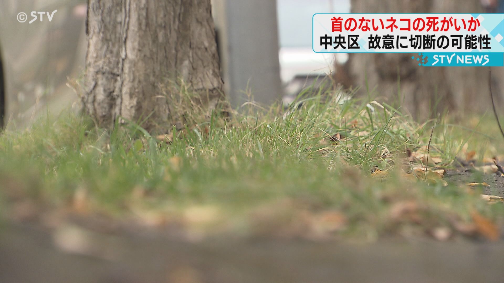 頭部のないネコとみられる死がい　札幌市中央区の共同住宅付近　故意に切断されたか