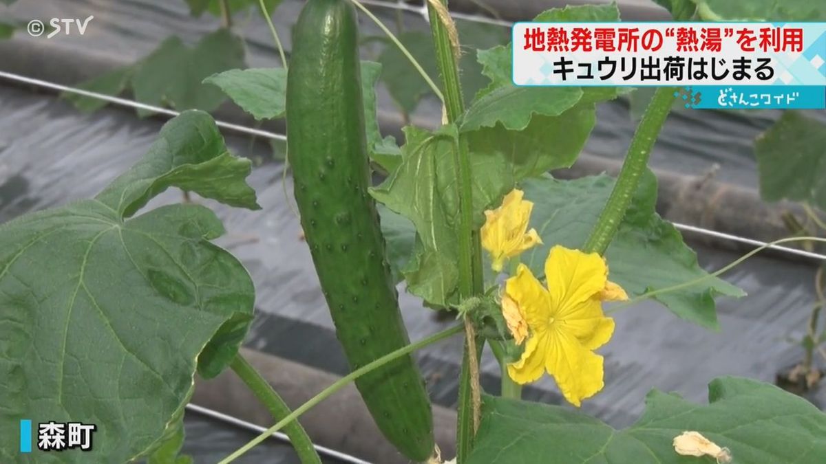 地熱発電を利用して栽培するのは…キュウリ！北海道・道南森町の“イマドキ”栽培