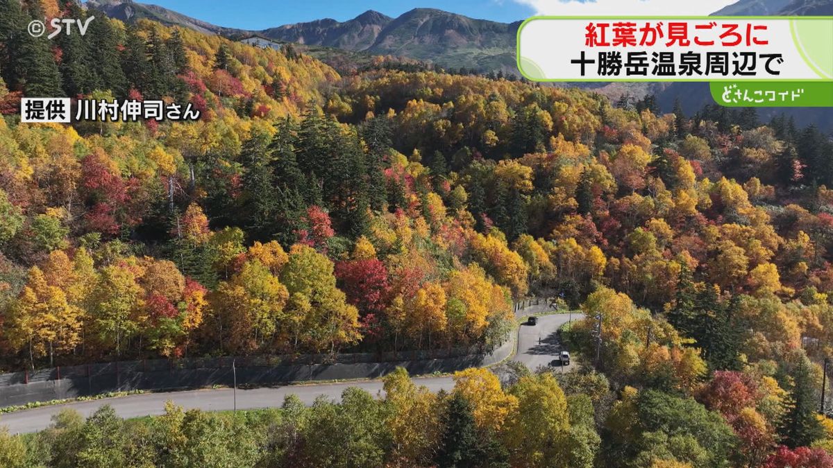 【ドローンで“もみじ狩り】上空から見る北海道・十勝岳　赤と黄色…見ごろになるときそれはいま