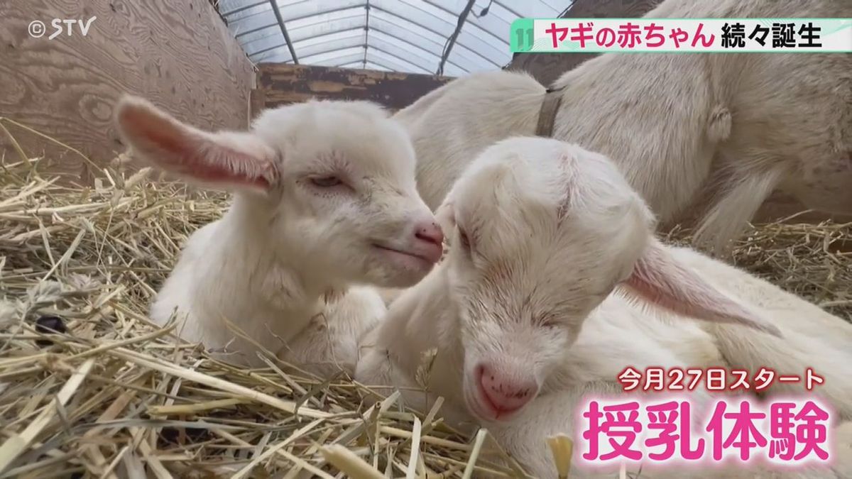 １９匹の赤ちゃん誕生　ヤギのベビーラッシュ　ミルク飲んで成長中　授乳体験なども実施予定